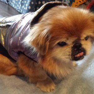 canada pooch shiny puffer vest